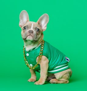 dog wearing green jacket and gold chain on a green background