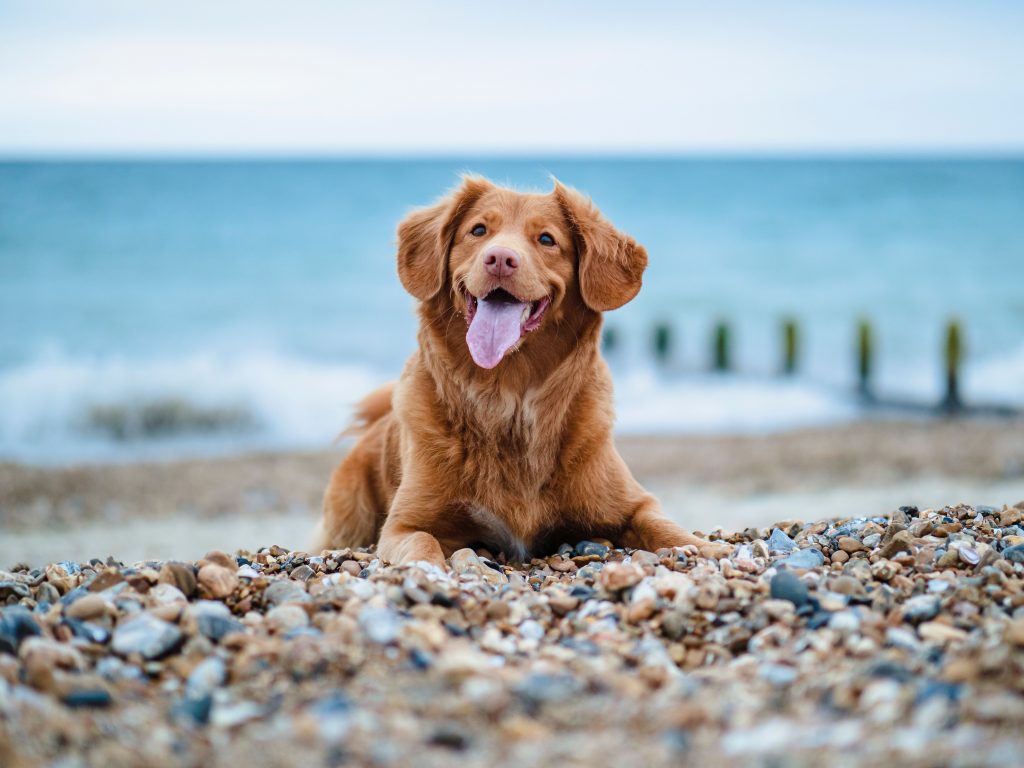 a happy smiling dog sitting on a beach full of pebbles